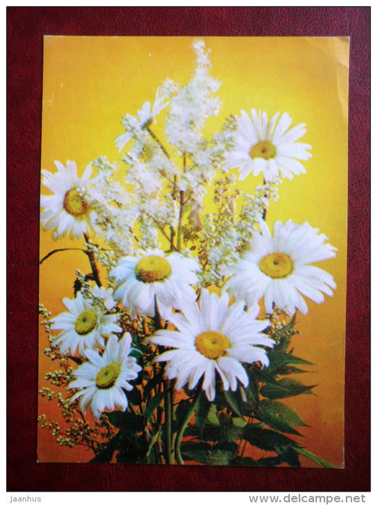 Greeting Card - daisies - flowers - 1981 - Russia USSR - used - JH Postcards