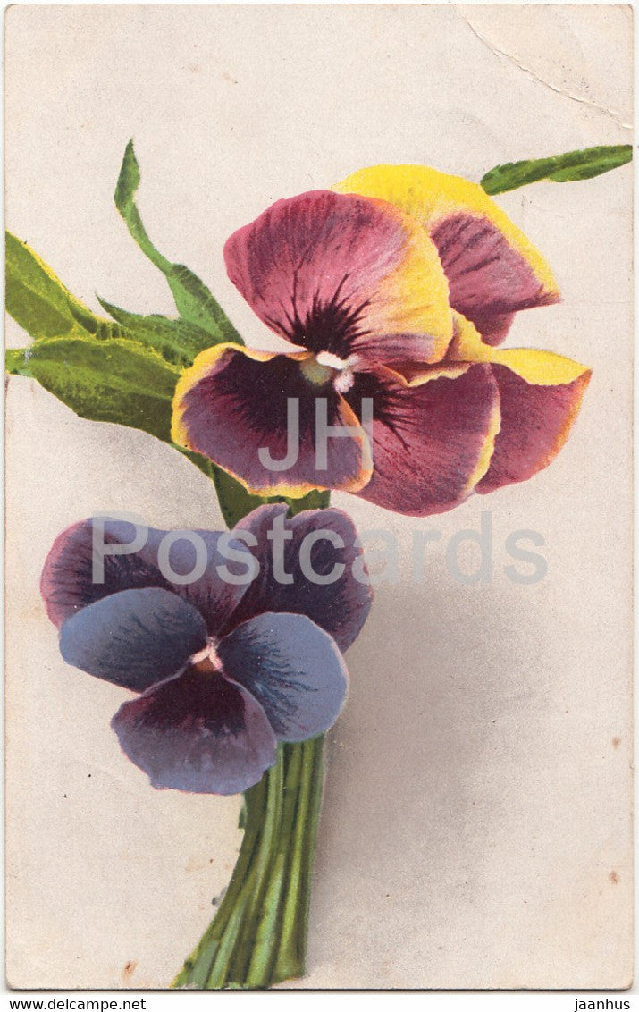 pansy - flowers - NZG Serie 279 - old postcard - 1922 - used - JH Postcards