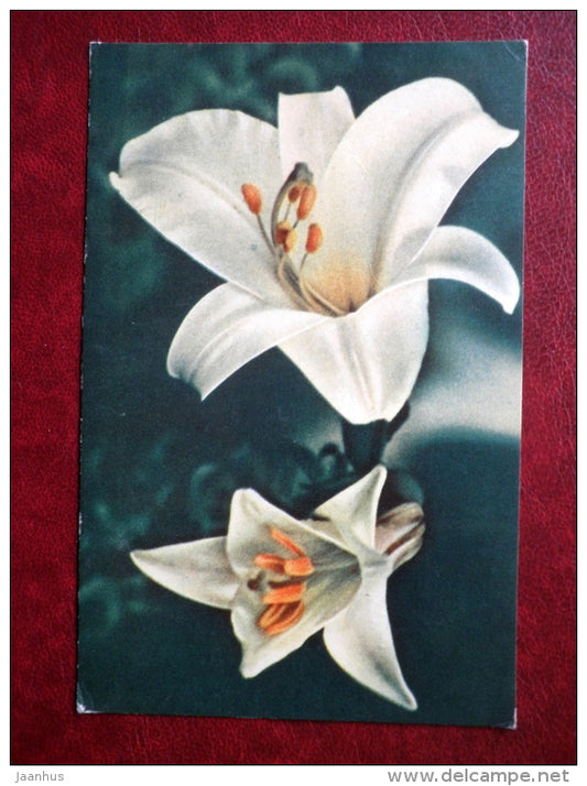 Greeting Card - white lily - flowers - 1965 - Russia USSR - used - JH Postcards