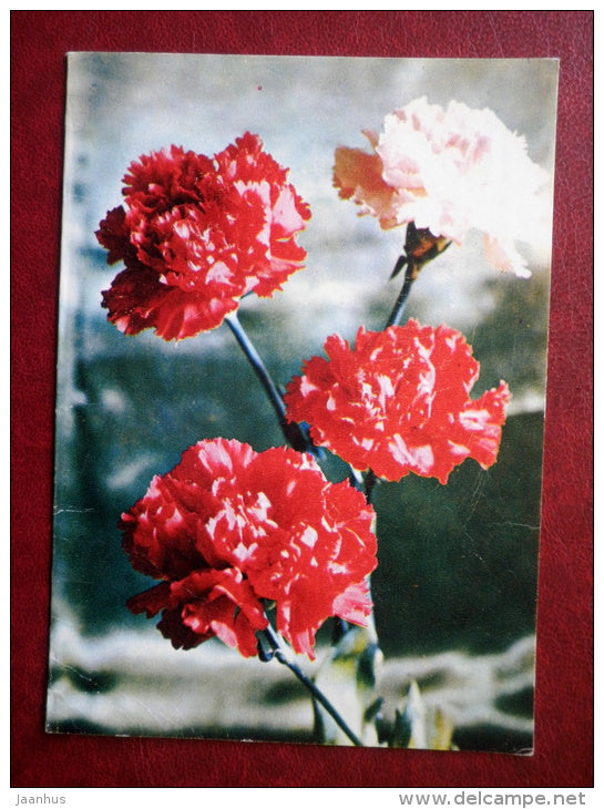 telegram - carnation - flowers - 1975 - Russia USSR - used - JH Postcards