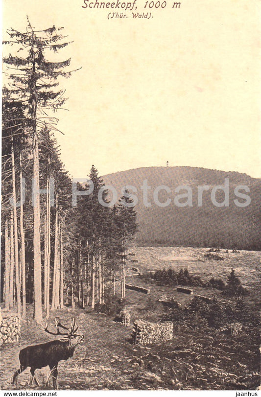 Schneekopf 1000 m - Thur Wald - deer - old postcard - Germany - unused - JH Postcards