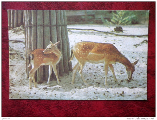 Fallow Deer - Dama dama - Riga Zoo - animals - 1980 - Latvia USSR - unused - JH Postcards