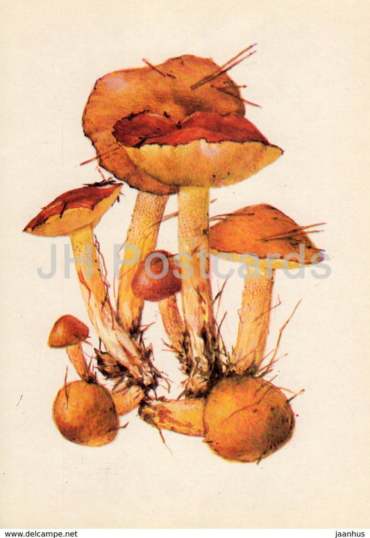 Weeping Bolete Mushroom - Suillus granulatus - illustration by A. Shipilenko - Mushrooms - 1976 - Russia USSR - unused - JH Postcards