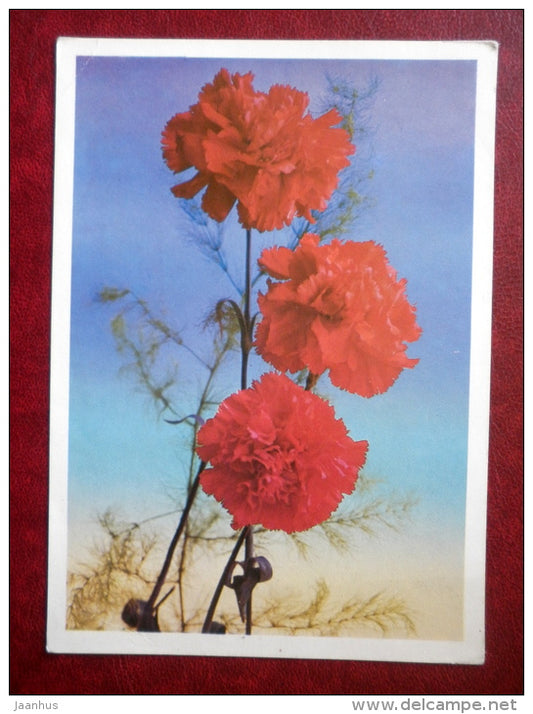 Greeting Card - red carnation - flowers - 1981 - Russia USSR - unused - JH Postcards