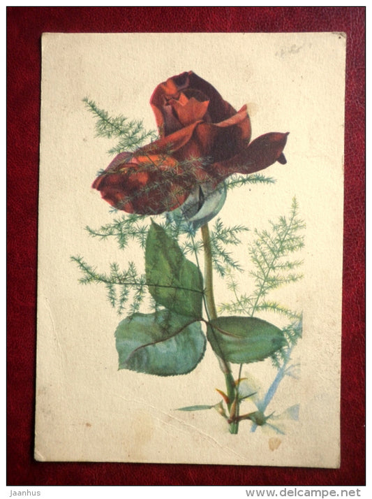 Greeting Card - red rose - flowers - 1965 - Russia USSR - used - JH Postcards