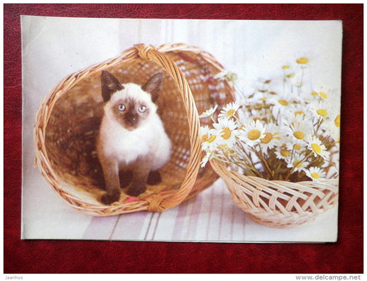 Greeting card - kitten - basket - daisies - flowers - 1985 - Estonia USSR - unused - JH Postcards