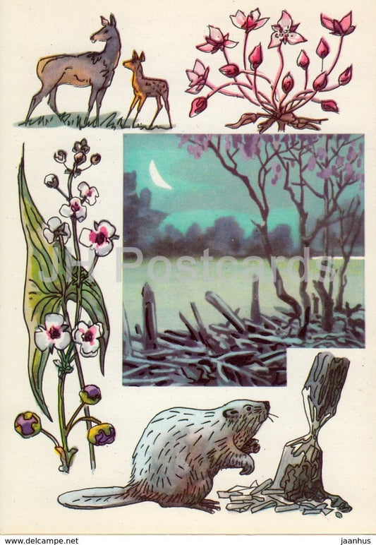 beaver - deer - Butomus - Arrowheads - Voronezh Nature Reserve - 1975 - Russia USSR - unused - JH Postcards