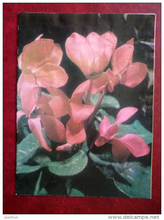 telegram - red Cyclamen - flowers - 1981 - Estonia USSR - used - JH Postcards