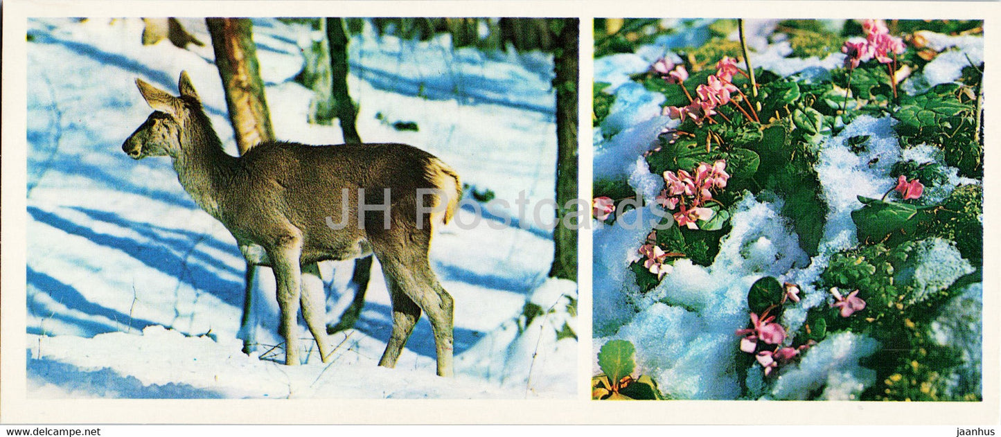 In Sochi Forest Park - cyclamen - deer - animals - Caucasian Nature Reserve - 1980 - Russia USSR - unused - JH Postcards