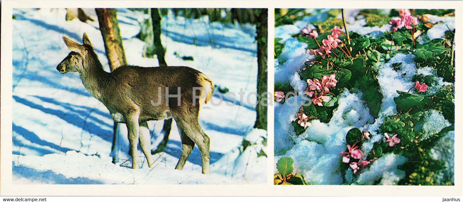 In Sochi Forest Park - cyclamen - deer - animals - Caucasian Nature Reserve - 1980 - Russia USSR - unused - JH Postcards