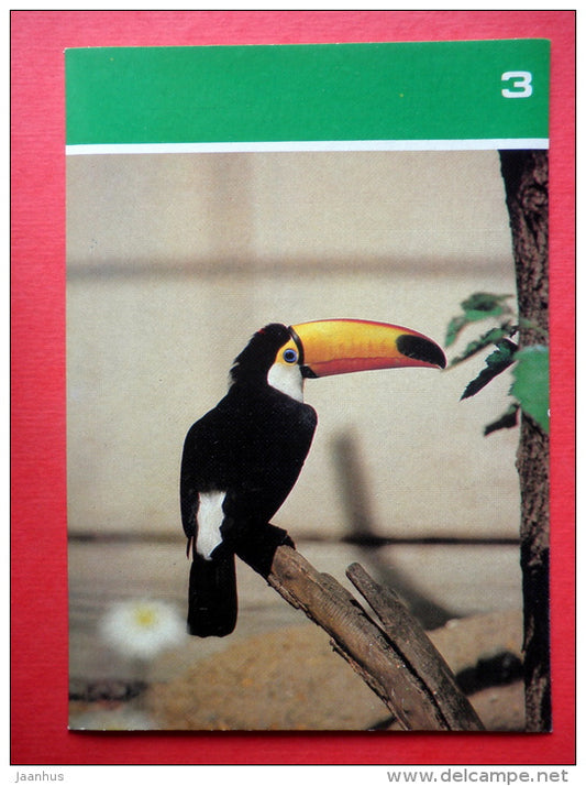 Toco toucan , Ramphastos toco - Moscow Zoo Birds - 1988 - Russia USSR - unused - JH Postcards