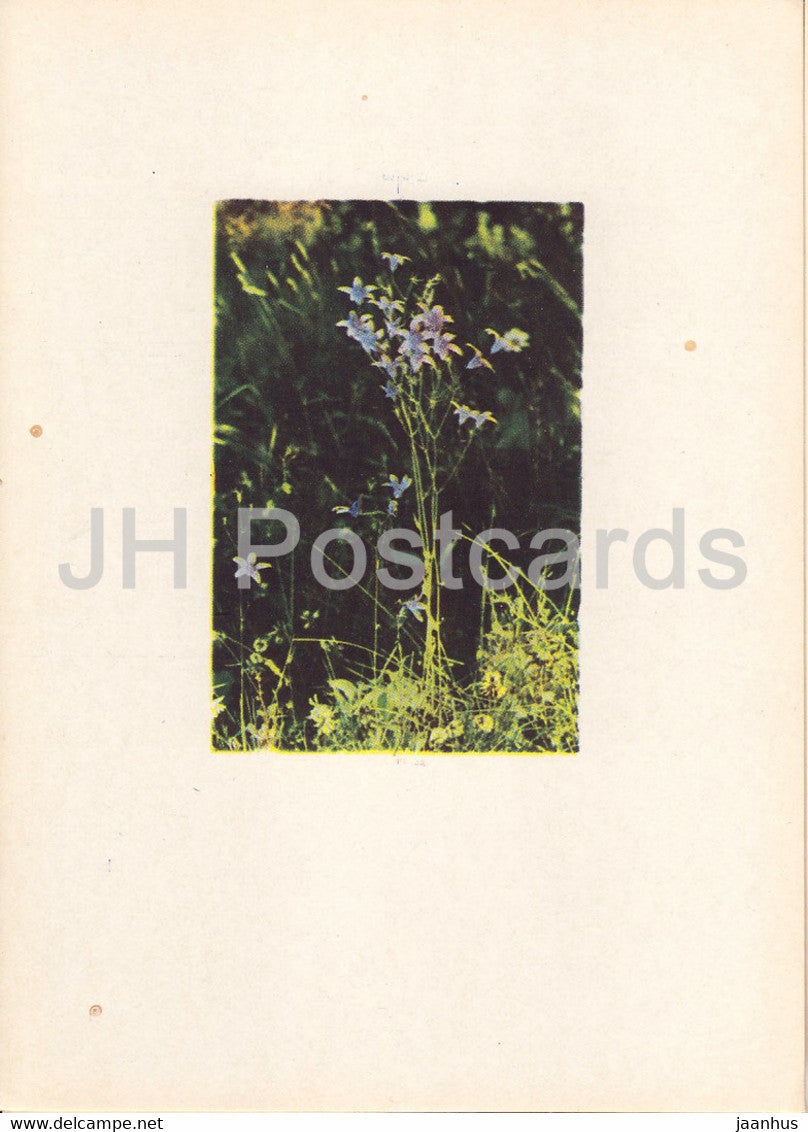 Spreading bellflower - Campanula patula - plants - flowers - Latvia USSR - unused - JH Postcards