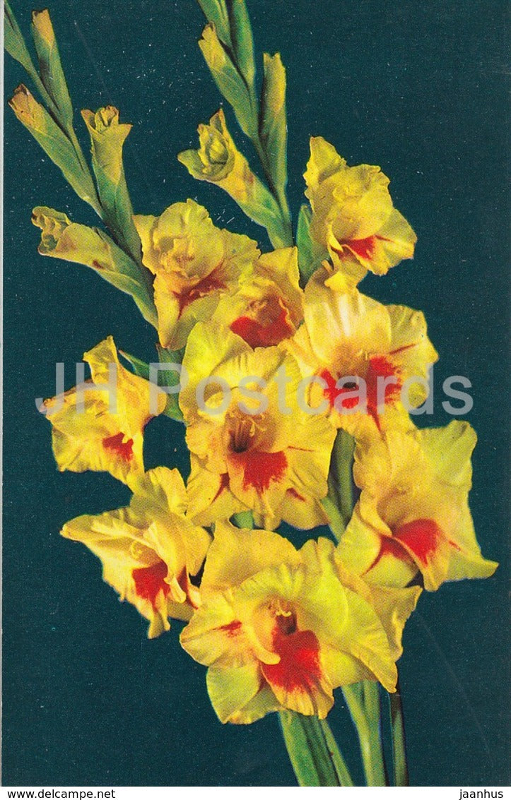 Autumn - Gladiolus - Flowers - 1974 - Russia USSR - unused - JH Postcards