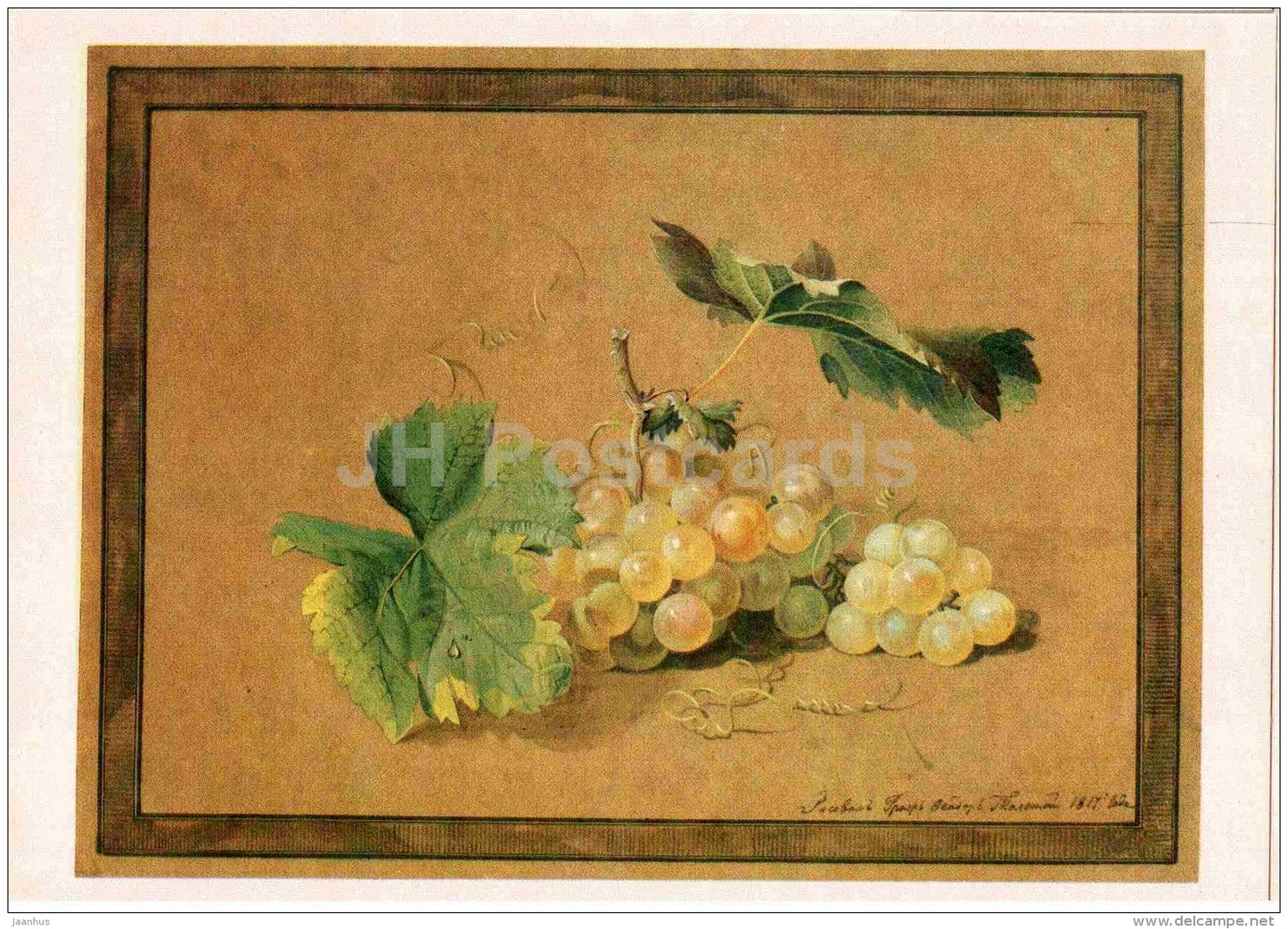 painting by F. Tolstoy - Grape Branch , 1817 - Russian art - 1984 - Russia USSR - unused - JH Postcards