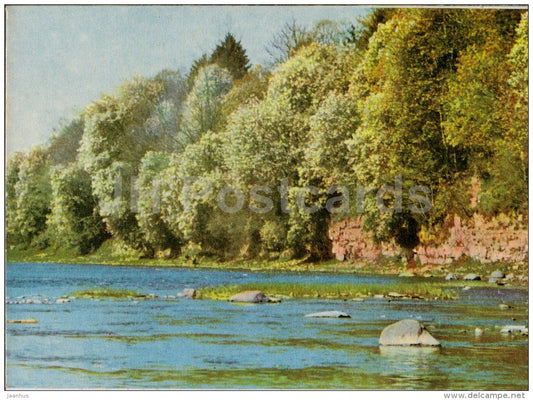 blossoming bird-Cherry Trees on the Banks of the river Ogre - Ogre - old postcard - Latvia USSR - unused - JH Postcards