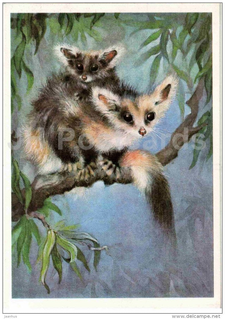 Petauridae - Possum - illustration by A. Isakov - 1982 - Russia USSR - unused - JH Postcards