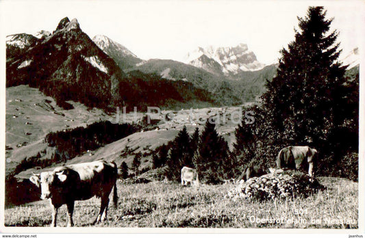 Oberstoffelalm bei Nesslau - animals - cow - 501 - old postcard - Switzerland - used - JH Postcards