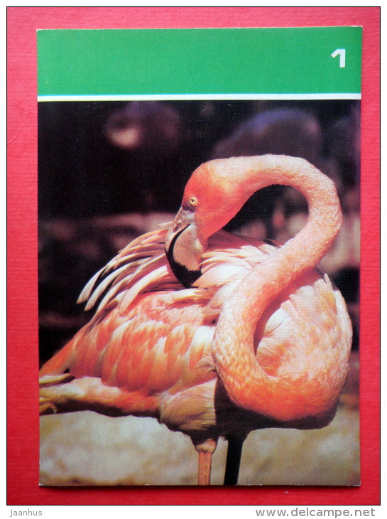 American Flamingo , Phoenicopterus ruber - Moscow Zoo Birds - 1988 - Russia USSR - unused - JH Postcards