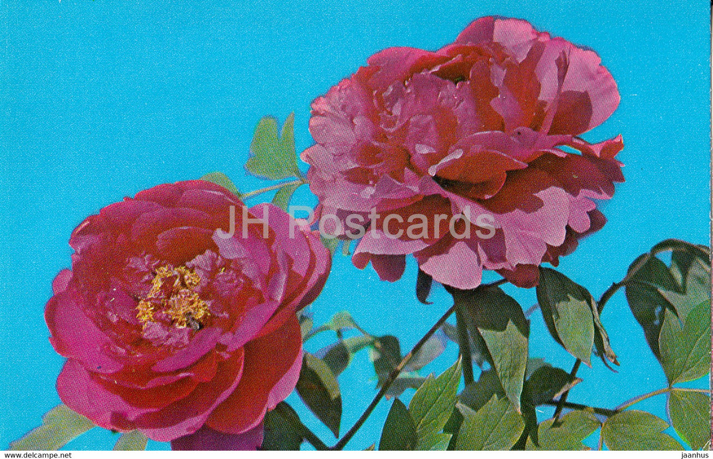 Pechorin - Peonies - flowers - 1977 - Russia USSR - unused - JH Postcards