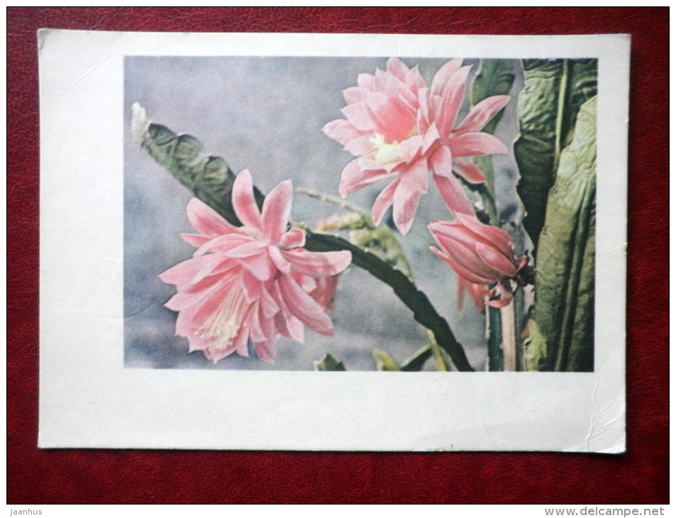 Greeting Card - cactus - flowers - 1964 - Russia USSR - used - JH Postcards