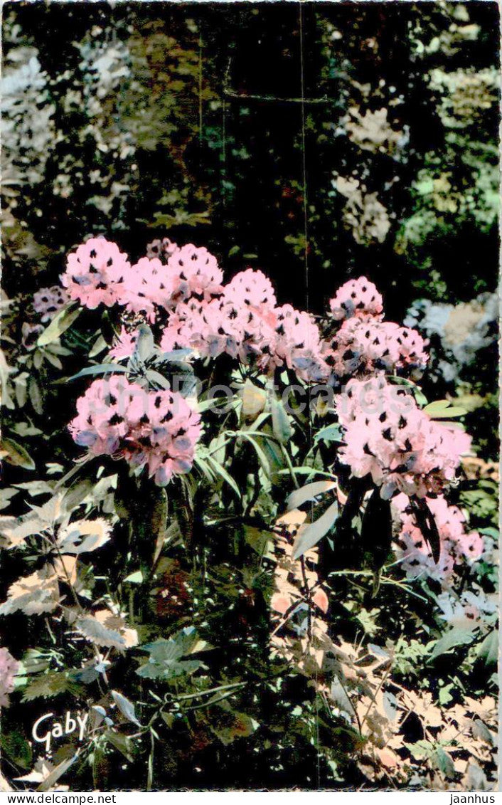 Chateauneuf Sur Loire - Parc du Chateau - Les Rhododendrons geants - flowers - 30 - France - unused - JH Postcards