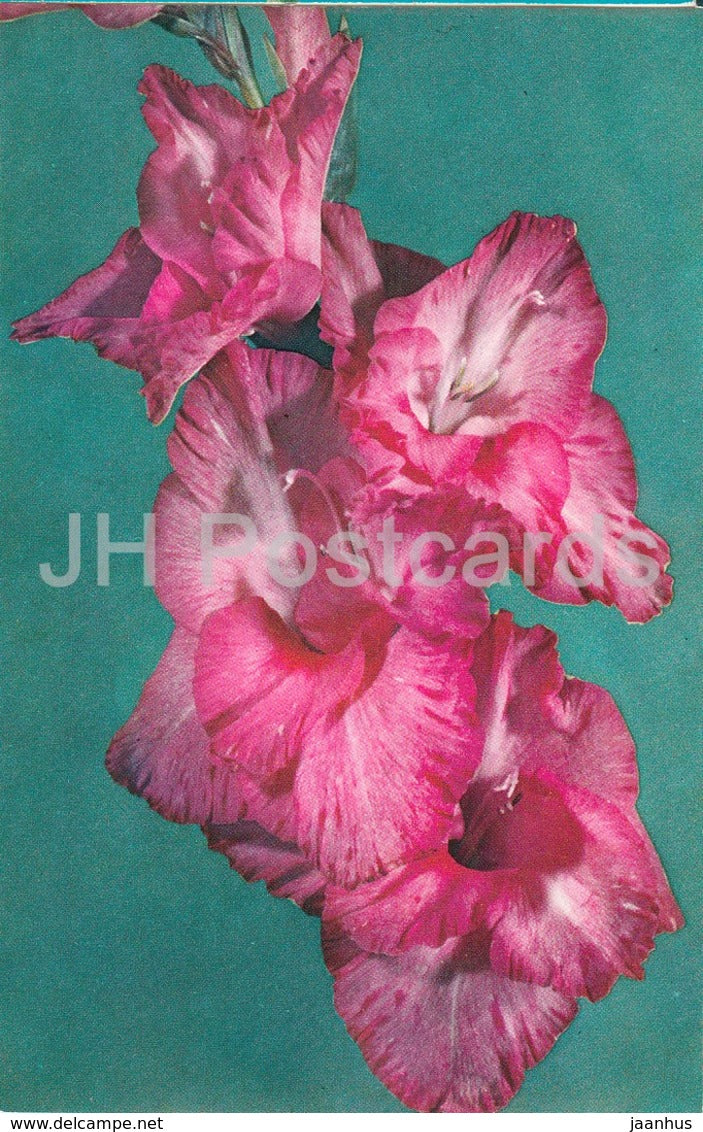 Raspberry Jingle - Gladiolus - Flowers - 1974 - Russia USSR - unused - JH Postcards