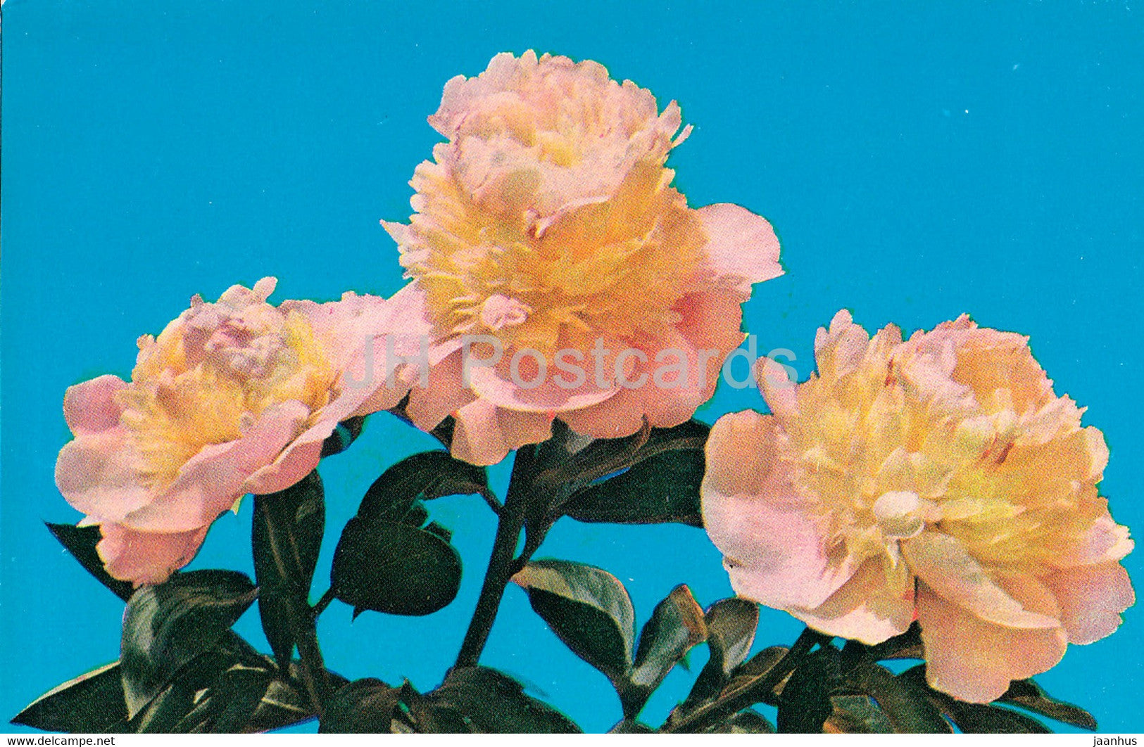 Rhapsody - Peonies - flowers - 1977 - Russia USSR - unused - JH Postcards