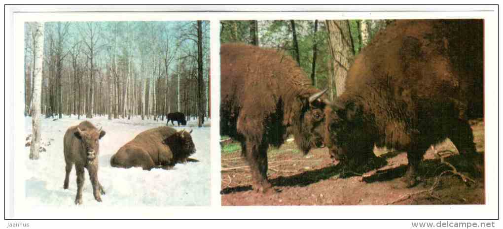 Bison - Prioksko-Terrasny Nature Reserve - 1976 - Russia USSR - unused - JH Postcards