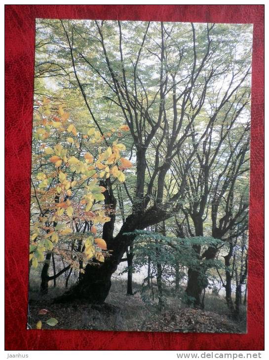 Autumn - forest - 1988 - Russia - USSR - unused - JH Postcards