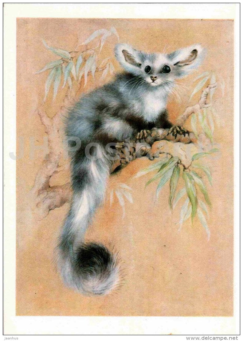 Petauridae - Possum - 1 - illustration by A. Isakov - 1982 - Russia USSR - unused - JH Postcards