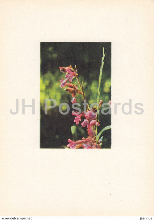 The sticky catchfly - Viscaria vulgaris - plants - flowers - Latvia USSR - unused - JH Postcards