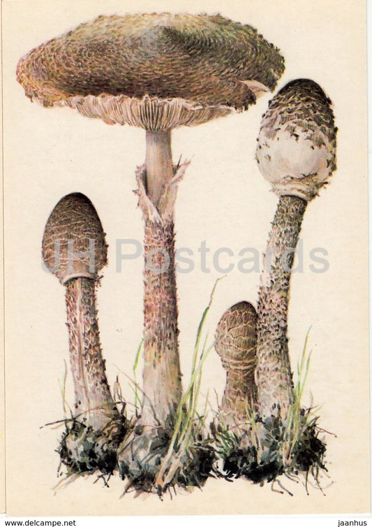 Parasol mushroom - Macrolepiota procera - illustration by A. Shipilenko - Mushrooms - 1976 - Russia USSR - unused - JH Postcards