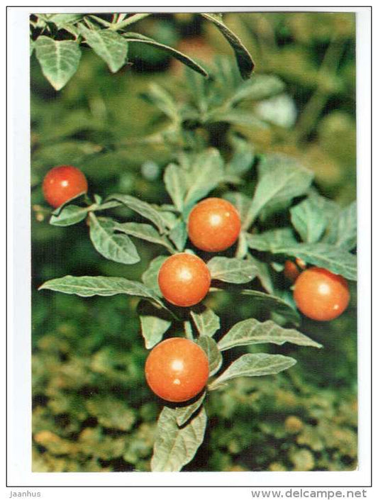 The Winter Cherry Plant - Solanum capsicastrum - houseplants - flowers - 1983 - Russia USSR - unused - JH Postcards