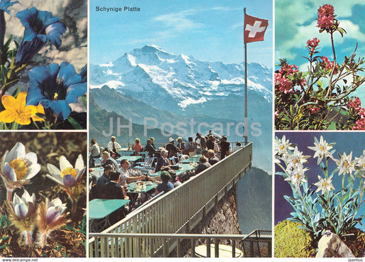 Schynige Platte - Jungfrau - hotel - flowers - multiview - 2186 - 1969 - Switzerland - used - JH Postcards