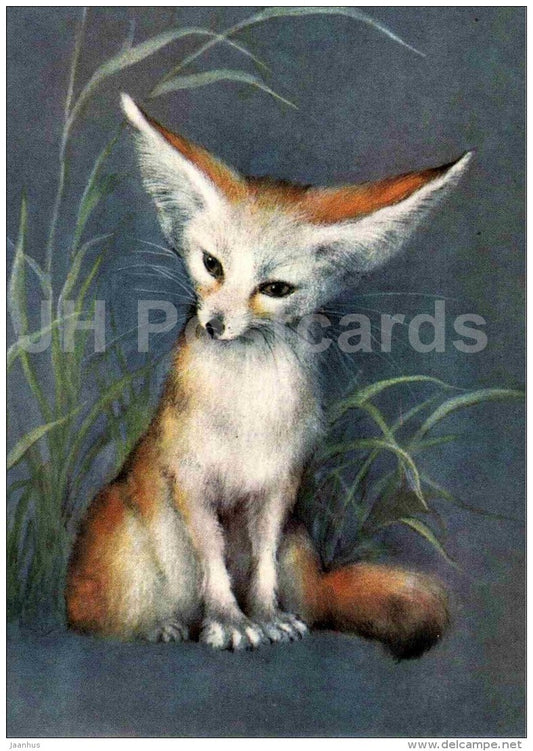 Fennec fox - Vulpes zerda - illustration by A. Isakov - 1982 - Russia USSR - unused - JH Postcards