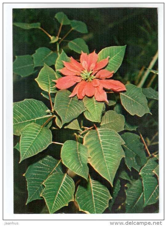 Poinsettia - Poinsettia pulcherrima - houseplants - flowers - 1983 - Russia USSR - unused - JH Postcards