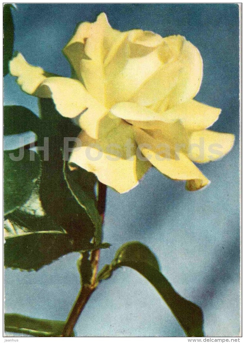 yellow rose Gloria Dei - flowers - 1967 - Estonia USSR - unused - JH Postcards