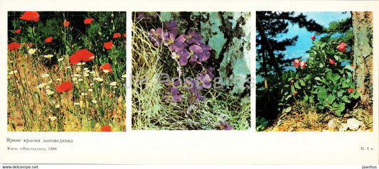 poppy - flowers - protected places of Crimea - 1984 - Ukraine USSR - unused - JH Postcards