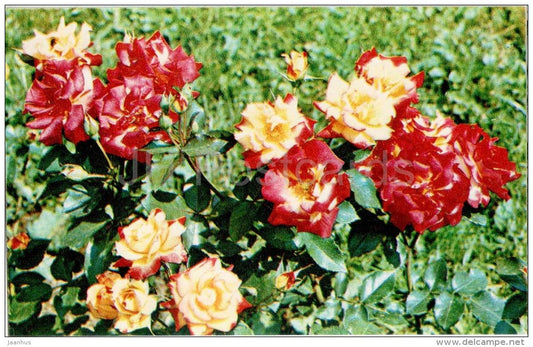 Charleston - flowers - Roses - Russia USSR - 1973 - unused - JH Postcards