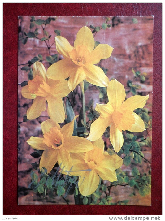 8 March , International Women's Day - narcissus - flowers - 1985 - Russia USSR - used - JH Postcards