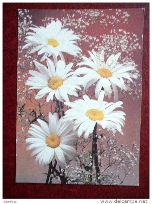 Greeting card - daisies - flowers - 1989 - Russia USSR - used - JH Postcards