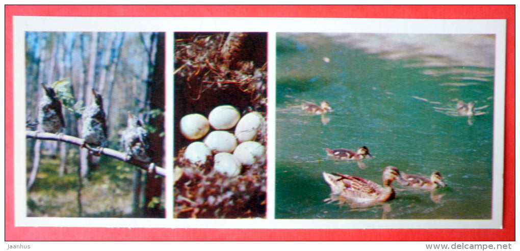 birds - duck - nest - Tsentralno-Lesnoy Nature Reserve - 1979 - USSR Russia - unused - JH Postcards