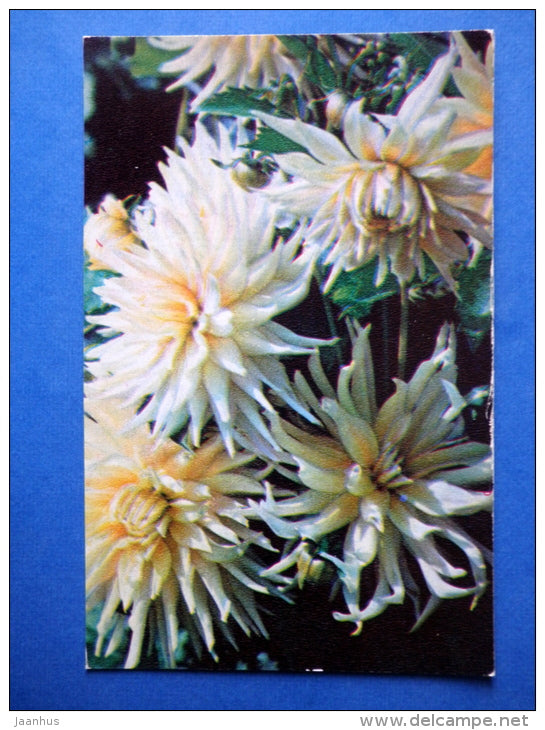 Diana - dahlia - flowers - 1974 - Russia USSR - unused - JH Postcards