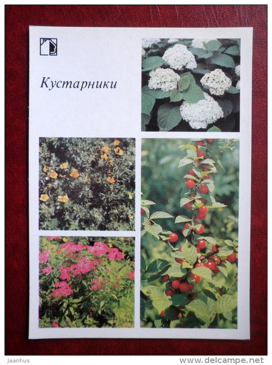 shrubs - Decorative flowers - 1987 - Russia USSR - unused - JH Postcards