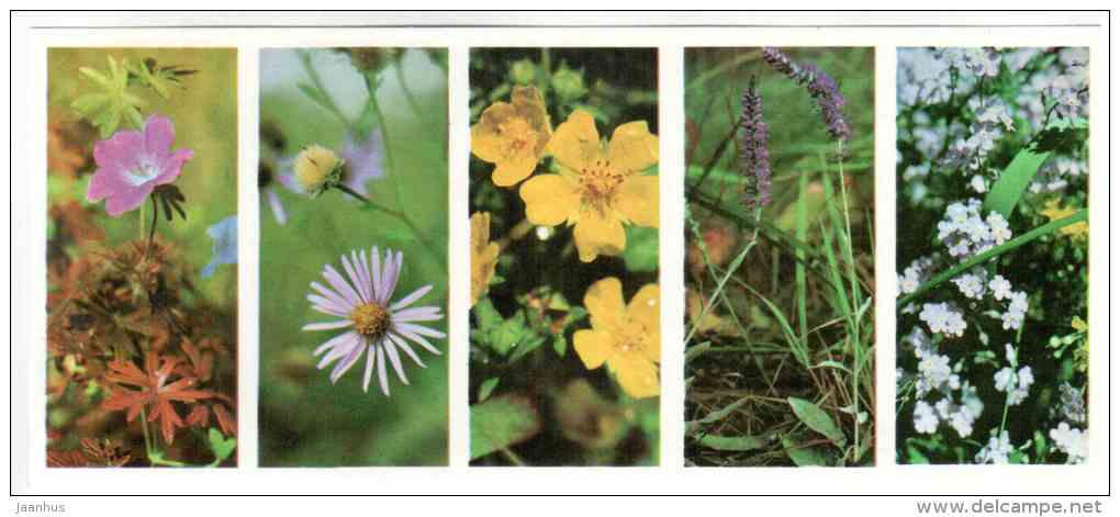 Bloody cranesbill - European Michaelmas Daisy - Prioksko-Terrasny Nature Reserve - 1976 - Russia USSR - unused - JH Postcards