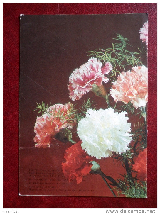 Birthday Greeting card - red pink carnation - flowers - 1985 - Estonia USSR - used - JH Postcards