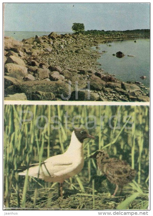 Shingle on the Islet Kumari - Black-Headed Gull , Larus Ridibundus - birds - 1970 - Estonia USSR - unused - JH Postcards