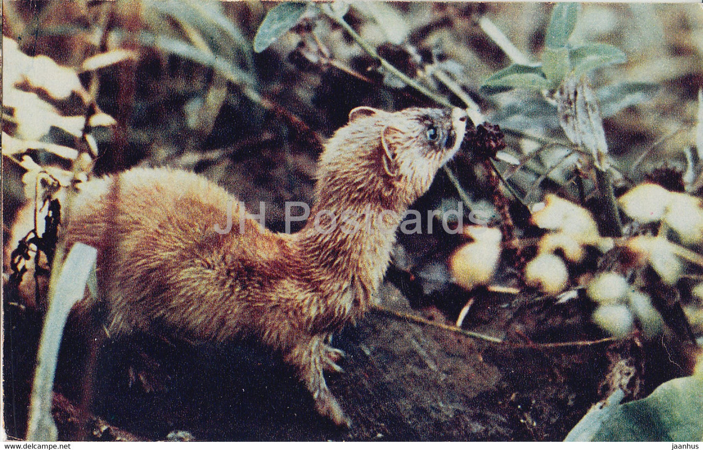 Siberian weasel - Mustela sibirica - Zabaikalie - animals - 1970 - Russia USSR - unused - JH Postcards