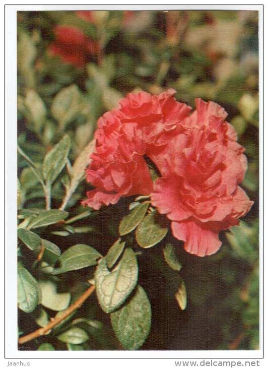 Azalea - houseplants - flowers - 1983 - Russia USSR - unused - JH Postcards