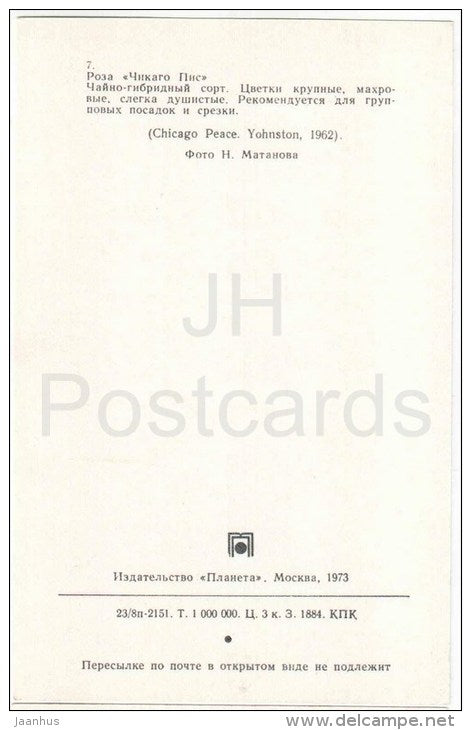 Chicago Peace - flowers - Roses - Russia USSR - 1973 - unused - JH Postcards